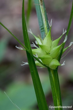 Spikelets